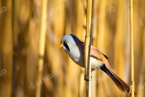 Preview: Cute Bird On Yellow Reed. Yellow Reeds Background. Bearded Reedling / Panurus Biarmicus