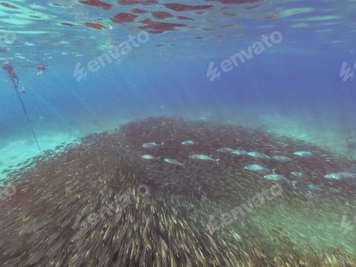 Preview: Swimming With Fish And Turtles Views Around The Small Caribbean Island Of Curacao