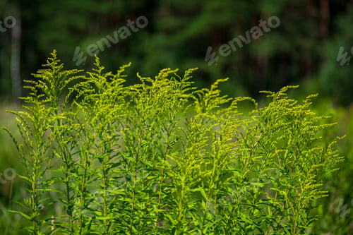 Preview: Green Foliage Details With Blur Background. Abstract Texture