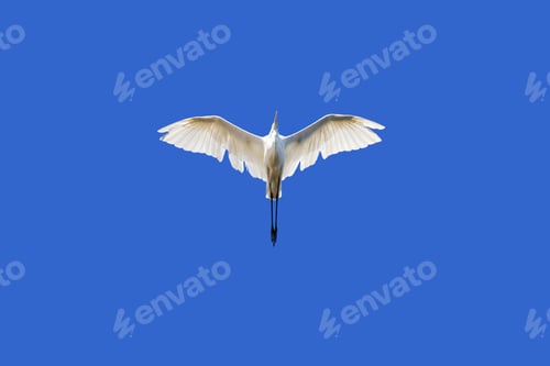 Preview: Flying White Heron. Bird: Great Egret. Blue White Sky Background. Salt Lake Konya. Turkey.