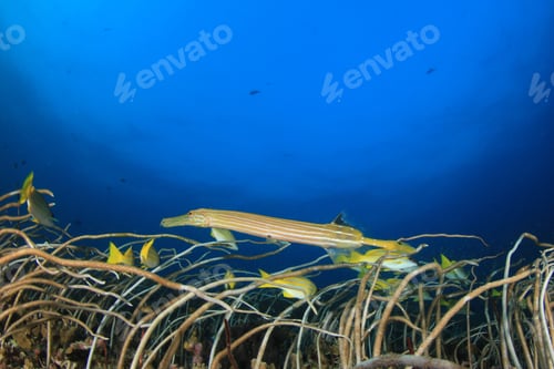 Preview: Whip Corals And Trumpetfish In Thailand