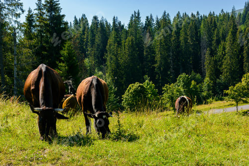 Preview: Cow Grazing In A Tall Grass Near The Forest. Beautiful Summer Scenery In Mountains