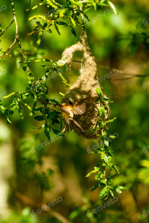 Preview: Cute Bird And Nest. Green Natural Background. Common Bird. Eurasian Penduline Tit. Remiz Pendulinus.