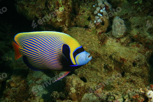 Preview: Emperor Angelfish (Pomacanthus Imperator)