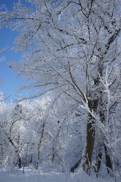 Preview: Winter Landscape In The Park In A Cold, But Sunny Day. High Resolution And Beautiful Snow Details