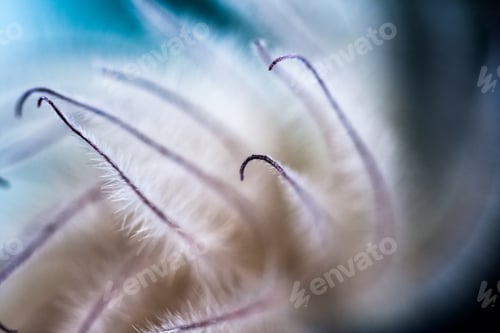 Preview: Abstract Composition With Dried Clematis Seeds And Light