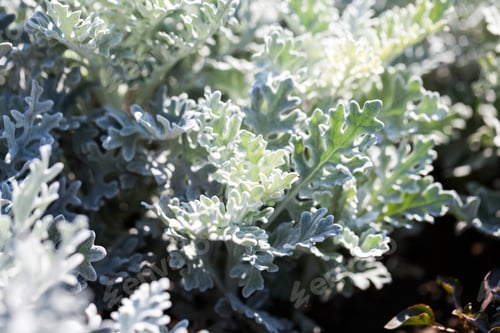 Preview: Senecio Cineraria Plant In Botanical Garden