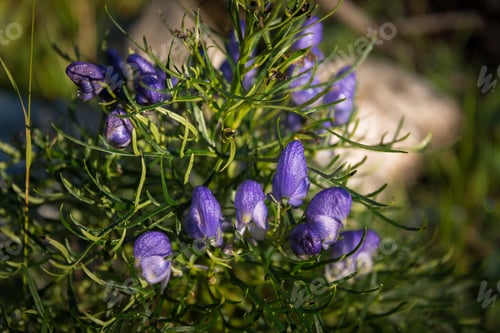 Preview: Purple Mountain Flowers