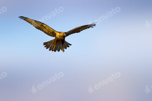 Preview: Bird Of Prey. Flying Buzzard. Blue Sky Background. Bird: Long Legged Buzzard. Buteo Rufinus.