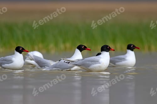 Preview: White Gulls. Blue Green Nature Background. Bird: Mediterranean Gull. Ichthyaetus Melanocephalus.