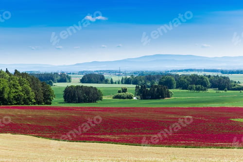 Vista previa: Red Clover Field And Blue Sky In Summer Day.