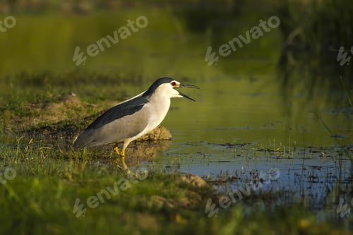Preview: Nature And Bird. Heron: Black Crowned Night Heron. Green Nature Background.