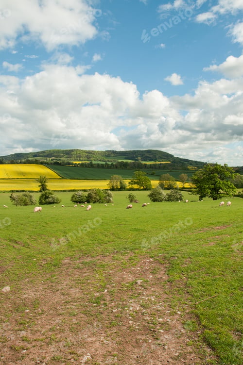 Preview: Summertime Landscape In The English Countryside.