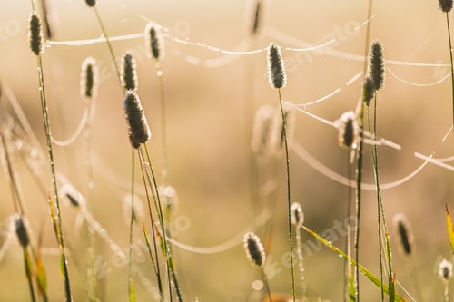 Preview: Morning Grass Ears With Spiderweb