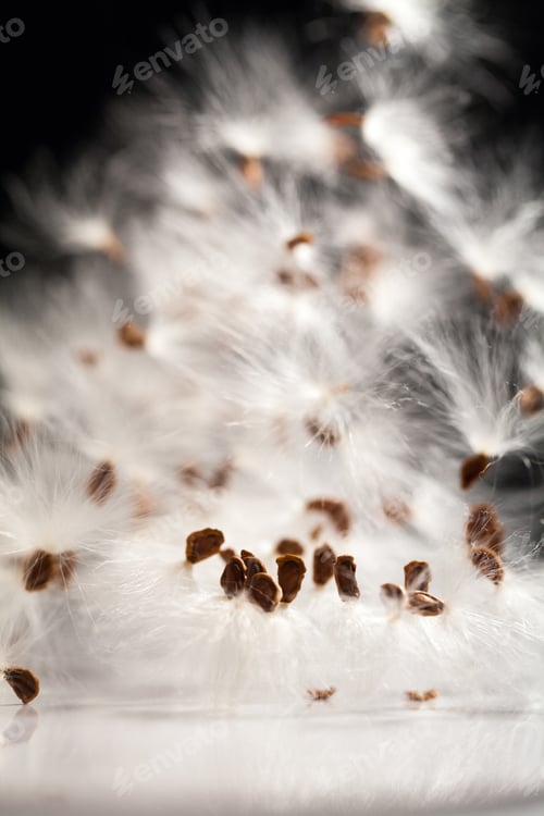 Preview: Abstract Composition With Dried Plants Seeds. Looks Like Dandelion Seeds