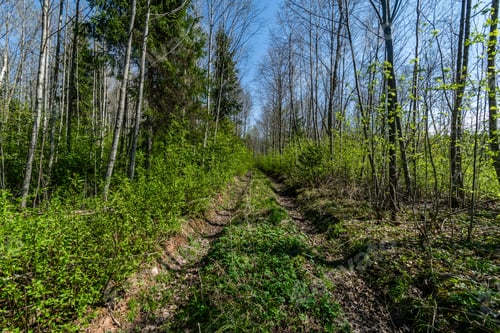 Preview: Tractor Tire Tracks In Green Grass. Mud In Spring