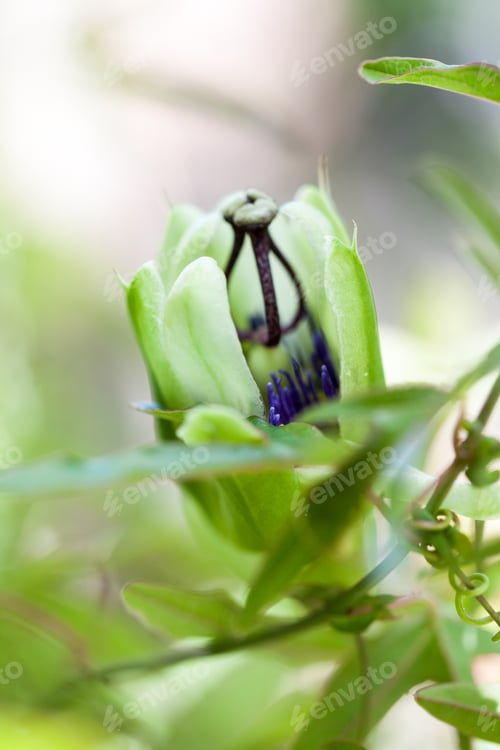 Preview: Passion Flower (Passiflora Incarnata) With Details