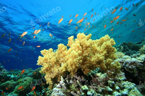 Preview: Tropical Fish And Coral Reef