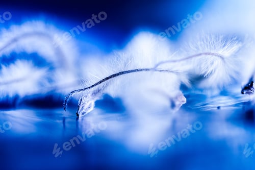 Preview: Abstract Composition With Dried Clematis Seeds And Light