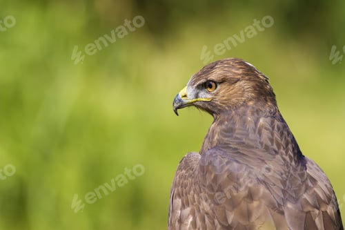 Preview: Bird Of Prey. Green Nature Background. Bird: Long Legged Buzzard. Buteo Rufinus.