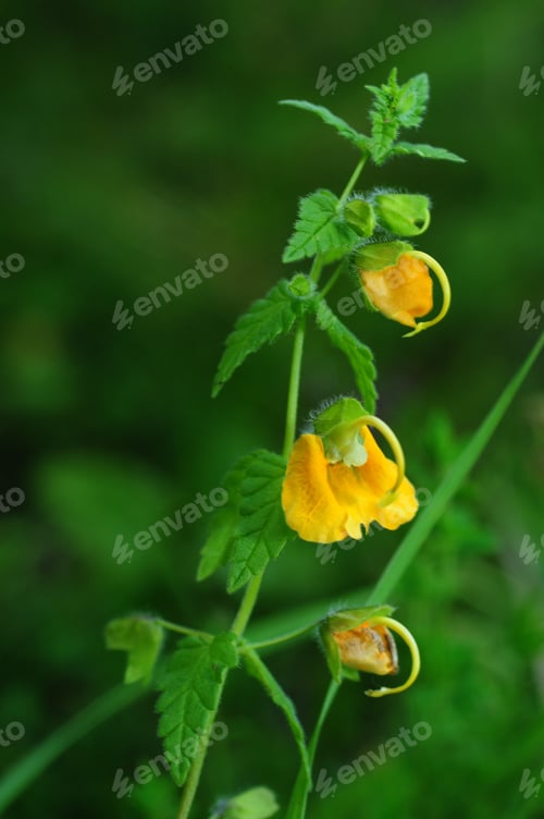 Preview: Yellow Wildflower On Bokeh Green Background