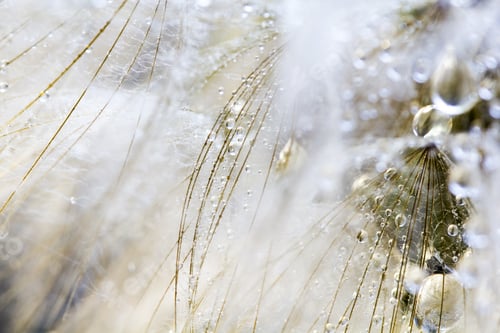 Preview: Dandelion Seeds With Water Drops On Natural Background