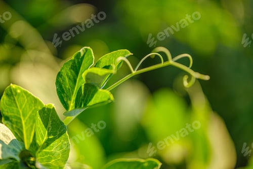 Preview: Eco Gardening, Country Garden With Vegetables, Onion, Potatos And Carrot Growing In Ecological