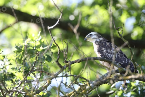 Preview: Young Buzzard Common Buzzard (Buteo Buteo)