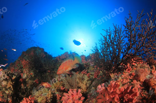Preview: Underwater Coral Reef And Tropical Fish In Thailand