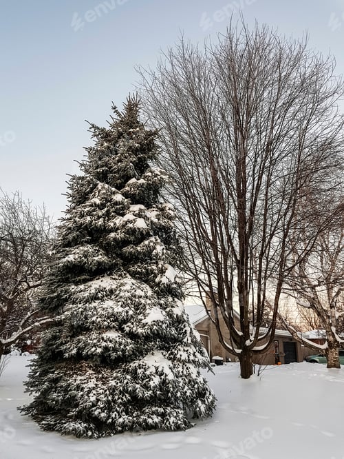 Preview: Snowy Trees In Early Morning Light, Ancaster, Hamilton, Ontario, Canada