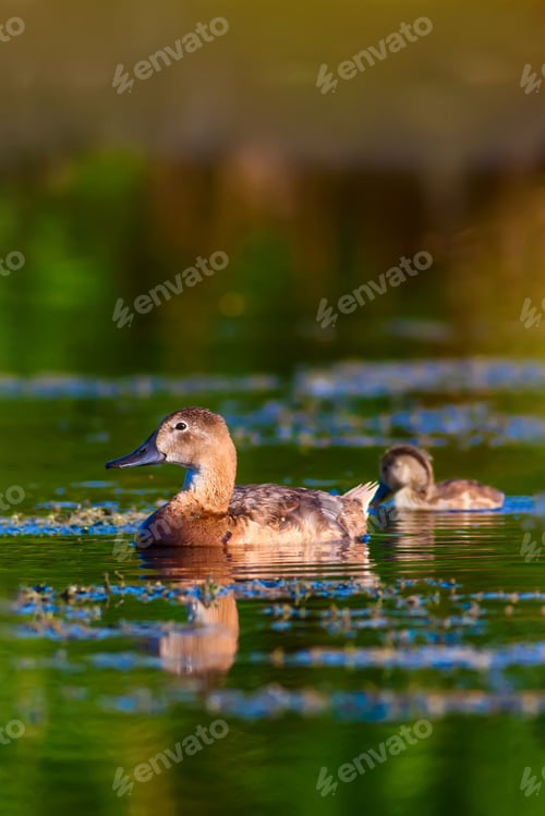 Preview: Cute Ducks. Nature Background.