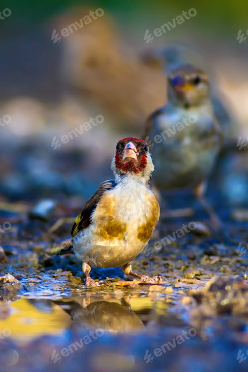 Preview: Cute Bird Drinking Water. Nature Background. European Goldfinch. Carduelis Carduelis