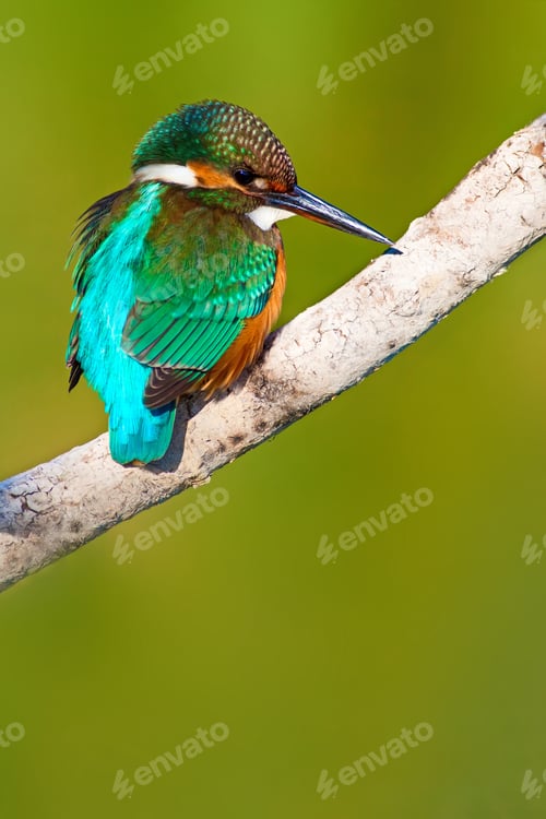 Preview: Cute Bird Kingfisher. Green Nature Background.