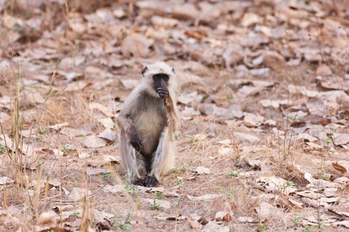 Preview: Gray Langur Also Known As Hanuman Langur In The Bandhavgarh National Park In India. Bandhavgarh Is