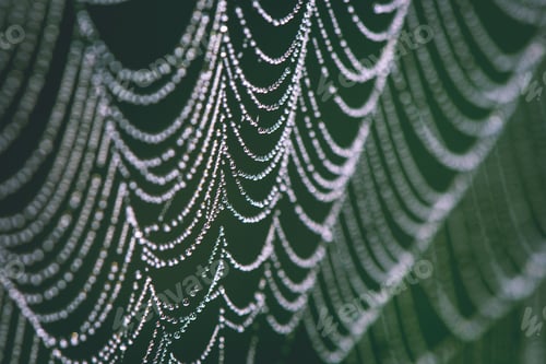 Preview: Beautiful Cobwebs In Autumn In Frozen Meadow - Vintage Look
