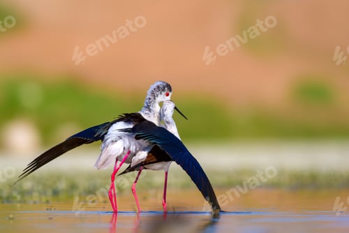 Preview: Cute Bird'S Mating. Common Water Birds. Bird; Black Winged Stilt. Himantopus Himantopus. Colorful
