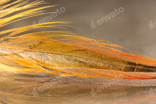 Preview: Colorful Rooster Feather With Details And Reflexions