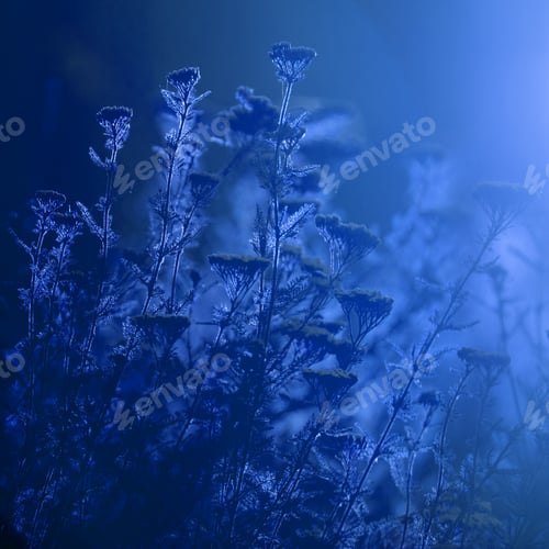 Preview: Milfoil (Achillea Millefolium) - Plant Against The Light In The Sunset Light With Blue Tint