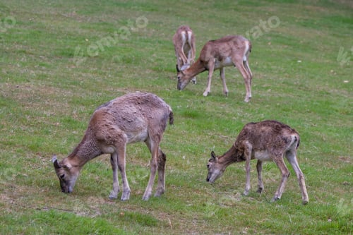Preview: Female Mouflons