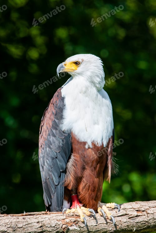 Preview: African Fish Eagle (Haliaeetus Vocifer)