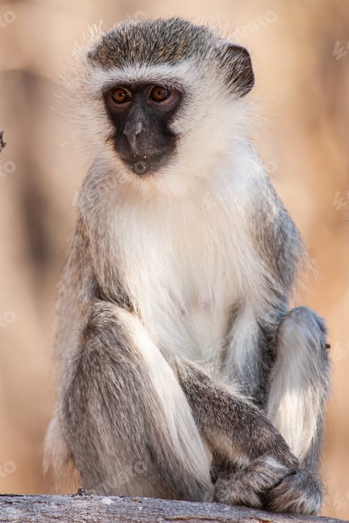 Preview: Vervet Monkey (Chlorocebus Pygerythrus) In Kruger National Park, South Africa