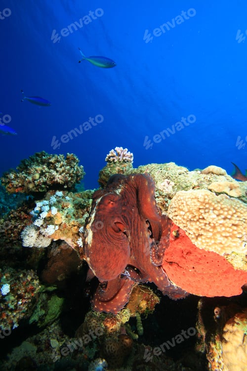 Preview: Reef Octopus (Octopus Cyaneus)