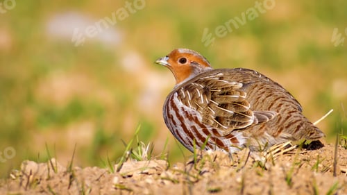 Preview: Wild Bird Partridge. Warm Colors Nature Background. Grey Partridge. Perdix Perdix.