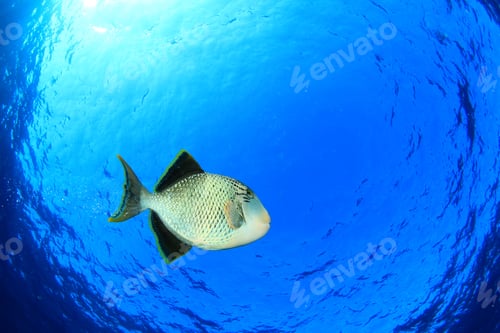Preview: Triggerfish