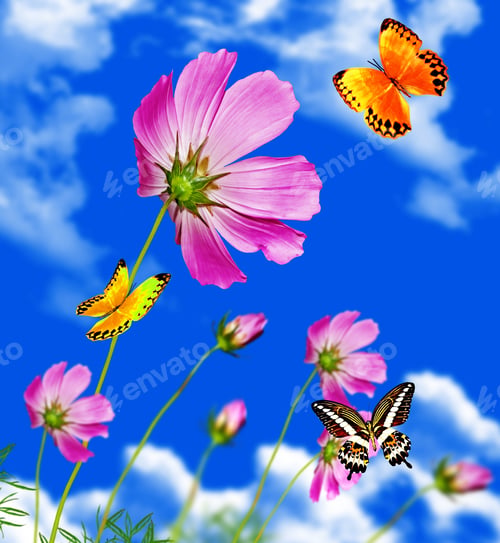 Preview: Cosmos Flowers. Butterfly