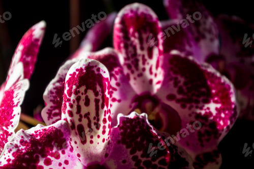 Preview: Background For A Greeting Card - Blooming Multicolored Orchids
