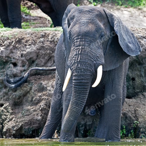 Preview: Male African Elephant, Kazinga Channel (Uganda)