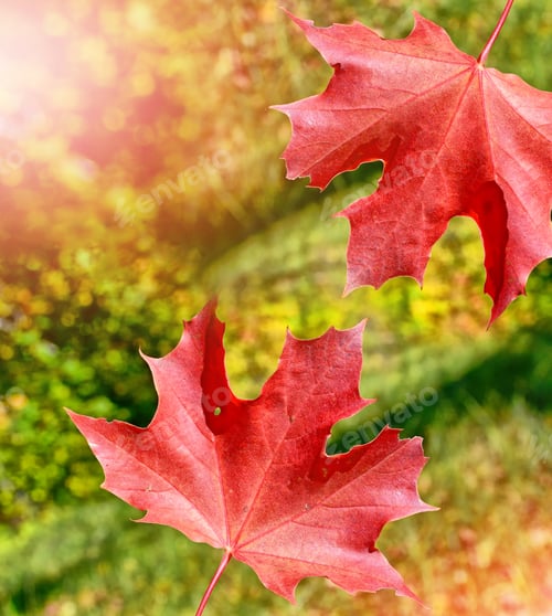 Preview: Autumn Landscape. Beautiful Autumn Leaves. Golden Autumn.