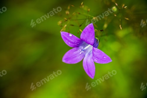 Preview: Beautiful Meadow With Blooming Flowers In Sunny Day In Summer. Colorful Background