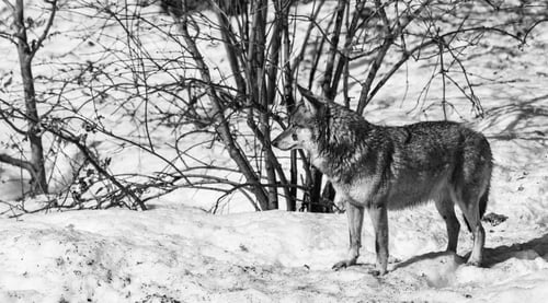 Preview: Wolf In The Bavarian Forest National Park, Bavaria, Germany